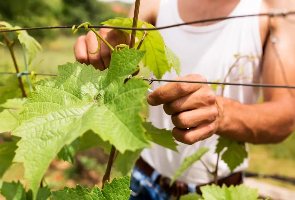 close up farmer working grapevine